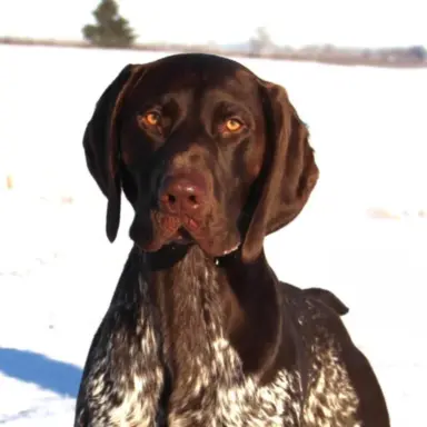 Zapowiedź miotu Szczenięta Wyżła niemieckiego 4