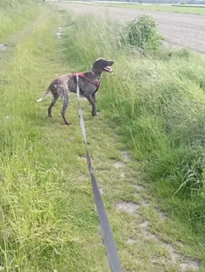 Zapowiedź miotu Szczenięta Wyżła niemieckiego 2