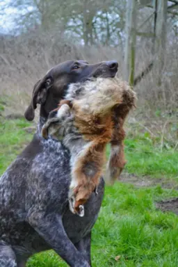 Zapowiedź miotu Szczenięta Wyżła niemieckiego 3