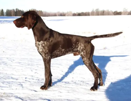 Zapowiedź miotu Szczenięta Wyżła niemieckiego 5