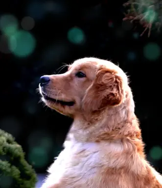 GOLDEN RETRIEVER-typ amerykański, złote, ZKwP/FCI 1