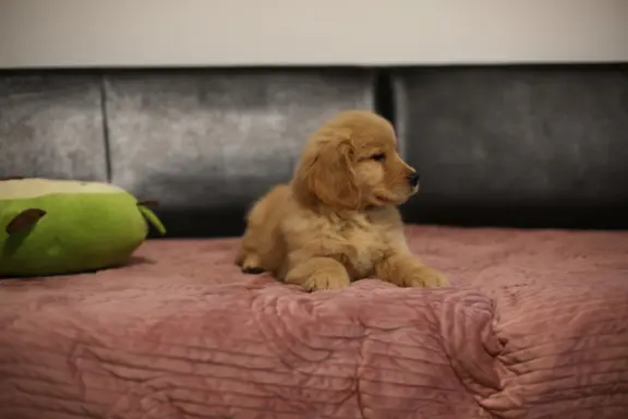 GOLDEN RETRIEVER-typ amerykański, złote, ZKwP/FCI 2