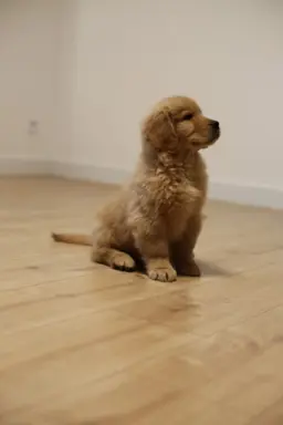 GOLDEN RETRIEVER-typ amerykański, złote, ZKwP/FCI 3