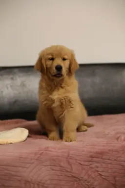 GOLDEN RETRIEVER-typ amerykański, złote, ZKwP/FCI 4