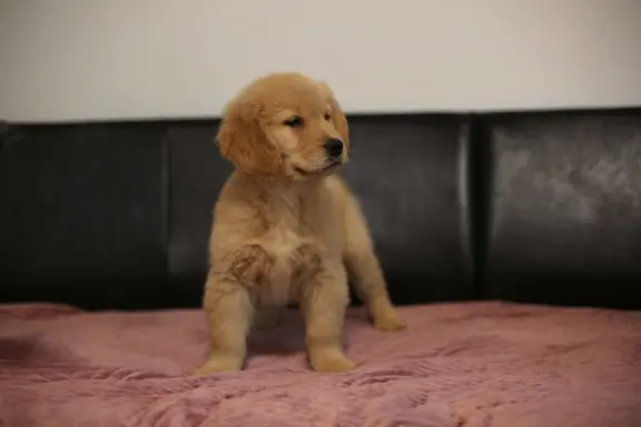 GOLDEN RETRIEVER-typ amerykański, złote, ZKwP/FCI 5