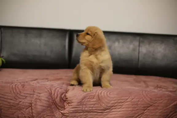 GOLDEN RETRIEVER-typ amerykański, złote, ZKwP/FCI 9