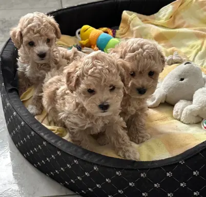 Poochon Bichpoo Maltipoo 5