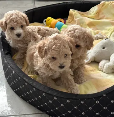 Poochon Bichpoo Maltipoo 6