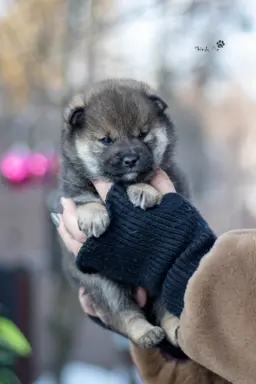 Sezamowy samiec SHIBA 1