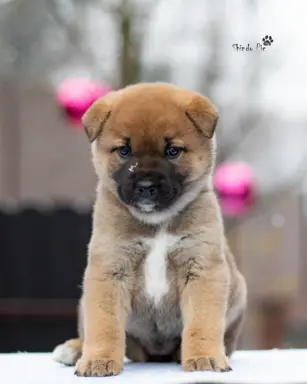 Ruda suczka KOREA JINDO DOG 2
