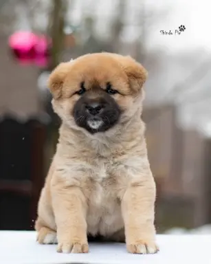 Ruda suczka KOREA JINDO DOG 1