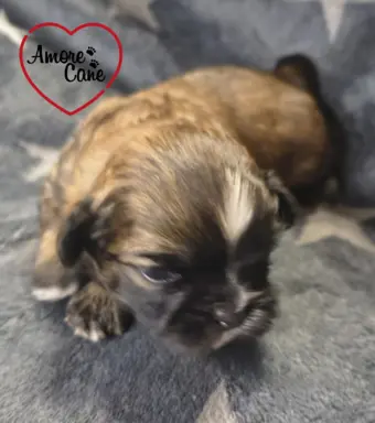 Przepiękny piesek shih tzu. 2