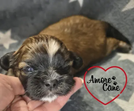 Przepiękny piesek shih tzu. 3