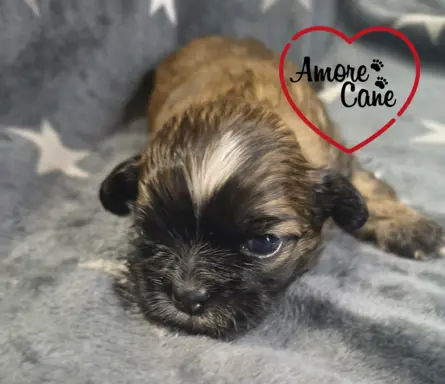 Przepiękny piesek shih tzu. 1