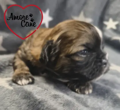 Przepiękny piesek shih tzu. 4