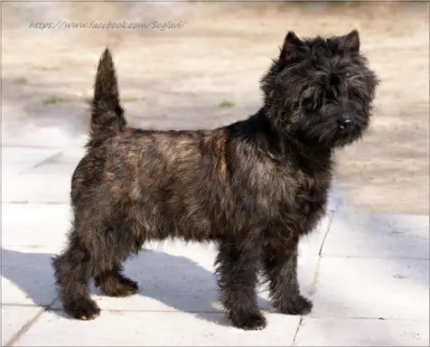 Cairn Terrier - rodowodowe (ZKwP/FCI) szczenięta 1