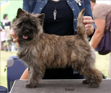 Cairn Terrier - rodowodowe (ZKwP/FCI) szczenięta 2