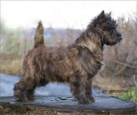 Cairn Terrier - rodowodowe (ZKwP/FCI) szczenięta 3