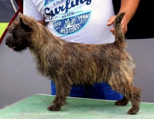 Cairn Terrier - rodowodowe (ZKwP/FCI) szczenięta 4