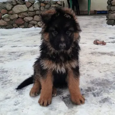 Owczarki Niemieckie długowłose 1