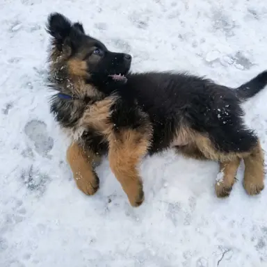 Owczarki Niemieckie długowłose 2