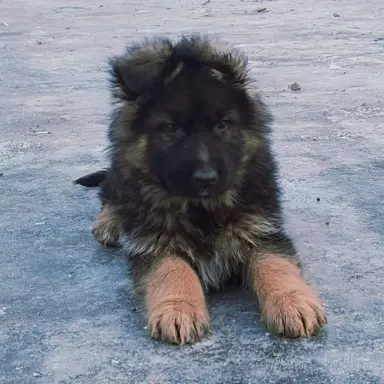 Owczarki Niemieckie długowłose 3