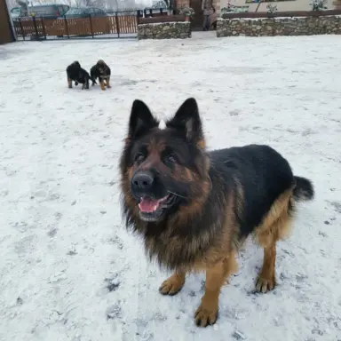 Owczarki Niemieckie długowłose 4