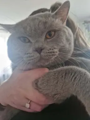 Reproduktor kocur Brytyjski krótkowłosy 2