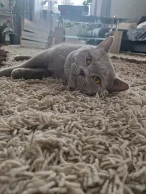 Reproduktor kocur Brytyjski krótkowłosy 5