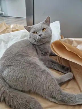 Reproduktor kocur Brytyjski krótkowłosy 1