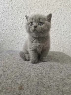 Reproduktor kocur Brytyjski krótkowłosy 8