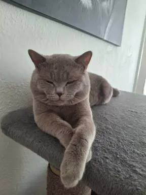 Reproduktor kocur Brytyjski krótkowłosy 6