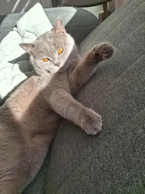 Reproduktor kocur Brytyjski krótkowłosy 7