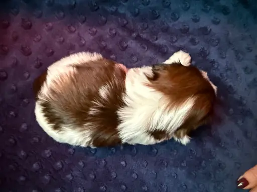 Szczeniak Shih-Tzu 5