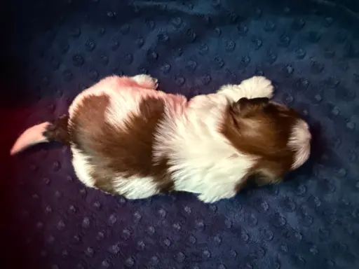 Szczeniak Shih-Tzu 6