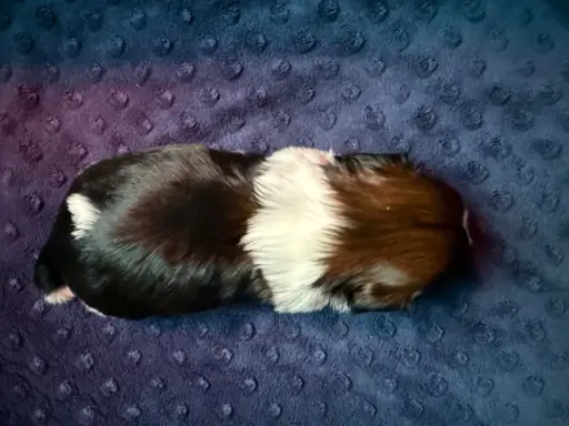 Szczeniak Shih-Tzu 7