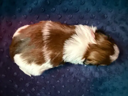 Szczeniak Shih-Tzu 8