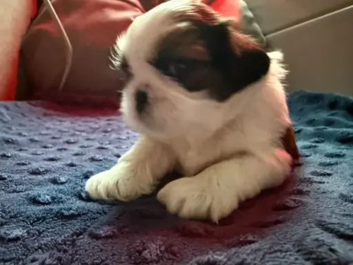 Szczeniak Shih-Tzu 2