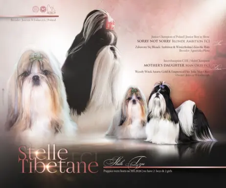 Szczeniak Shih-Tzu 9