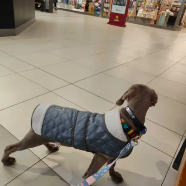 Wyżeł Weimarski suczka 6 miesięcy 1