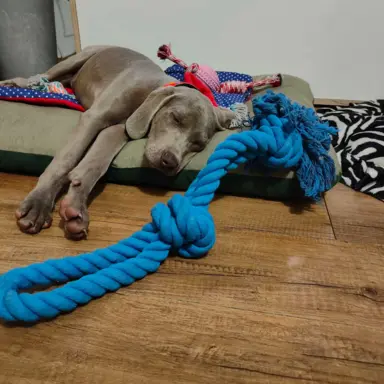 Wyżeł Weimarski suczka 6 miesięcy 2