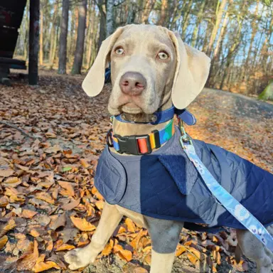 Wyżeł Weimarski suczka 6 miesięcy 3