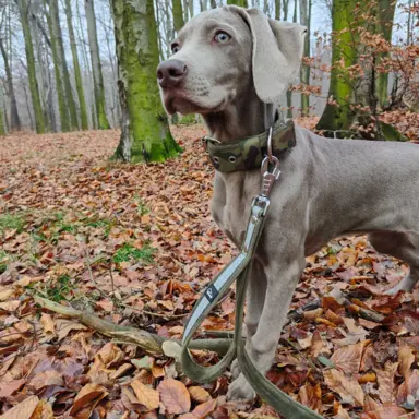 Wyżeł Weimarski suczka 6 miesięcy 5