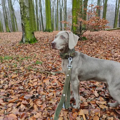Wyżeł Weimarski suczka 6 miesięcy 6