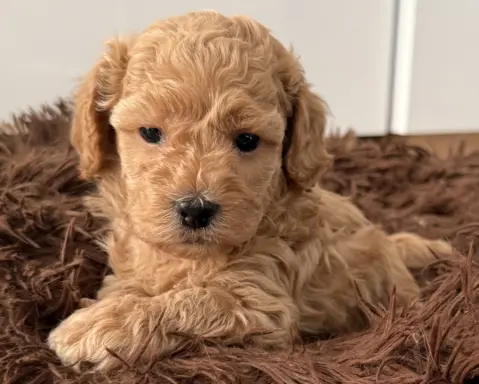 Maltipoo F1b Poznań 1