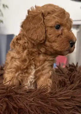 Maltipoo F1b Poznań 2