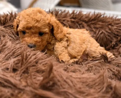 Maltipoo F1b Poznań 3