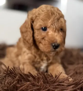 Maltipoo F1b Poznań 4