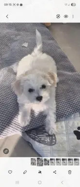 Bichon Frise suczka gotowa do zmiany domu 2