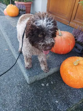 Lagotto Romagnolo Zakątek bystrego 2